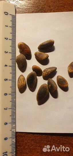 Сосна Джеффри