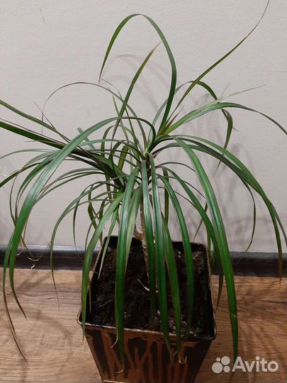 Цветы. отростки. Традесканция.Монстера. от