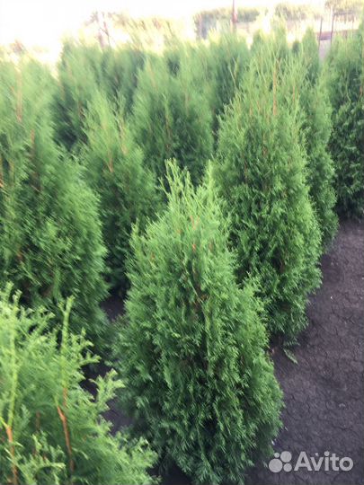 Саженцы Туи