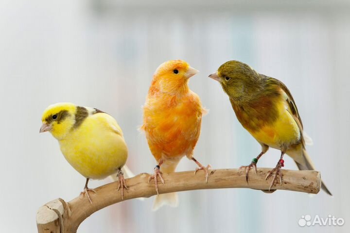 Продаются канарейки
