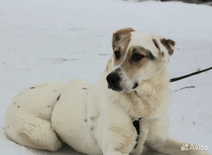 Активный молодой пес страдает в клетке приюта