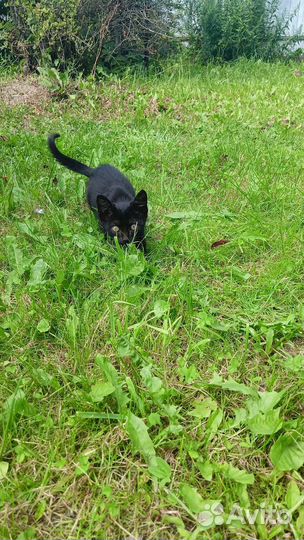 Котенок в добрые руки