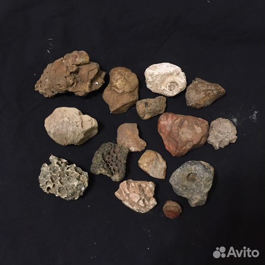 Окаменелые ракушки, пчелиные соты