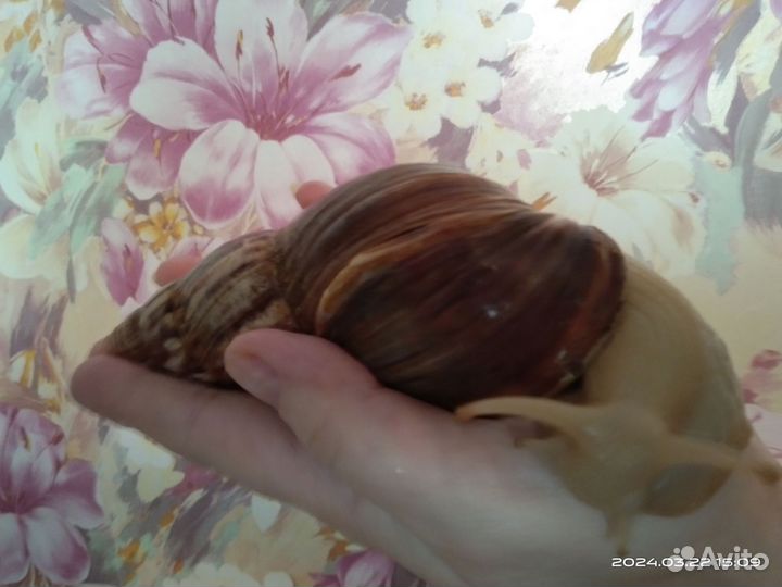 Улитки ахатины бесплатно