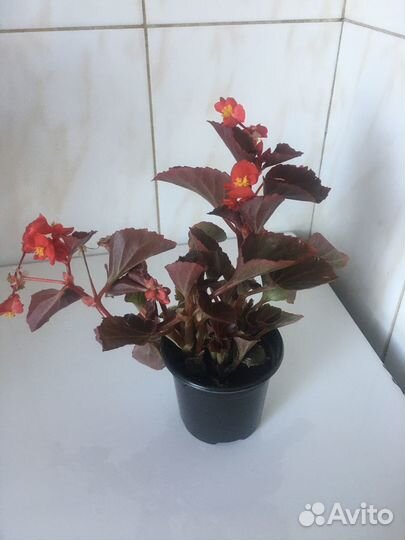 Комнатные растения цветы