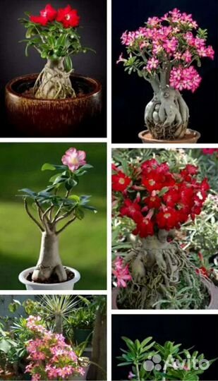 Семена адениума