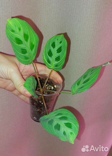 Маранта фентези