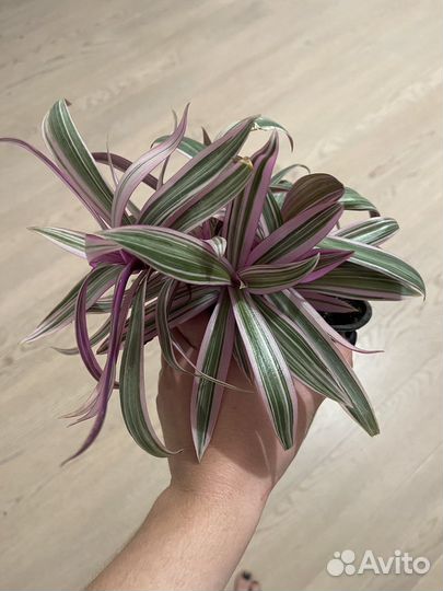 Традесканция рео