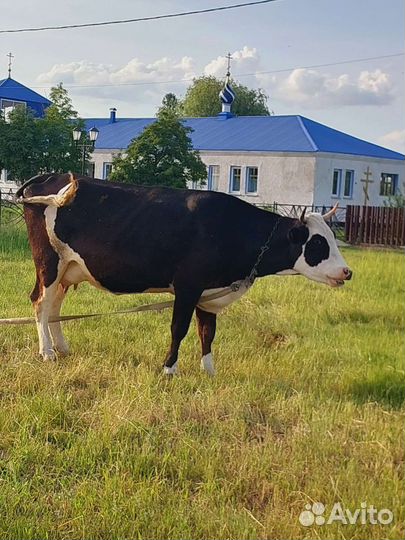 Корова стельная