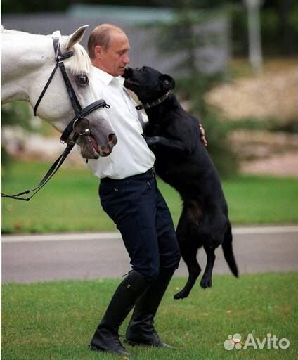 Передержка животных