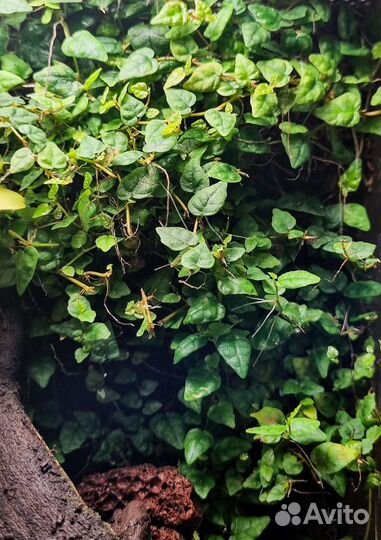 Растения для террариума маркгравия