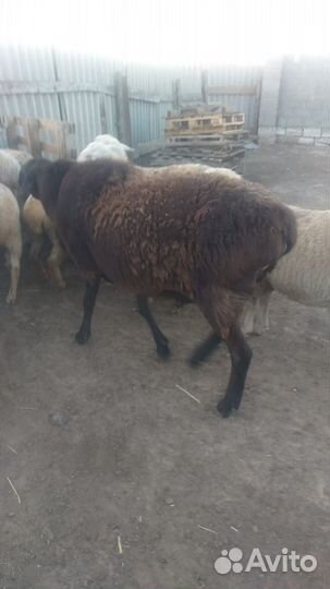 Продам барана,возраст 2,5года