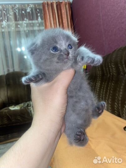 Шотландские котята