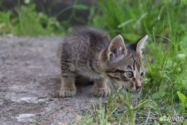 Отдам котят в добрые руки