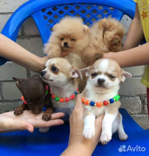 Чишки девчонки и мальчишки