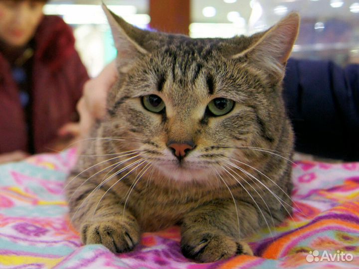 Кошечка Ёка