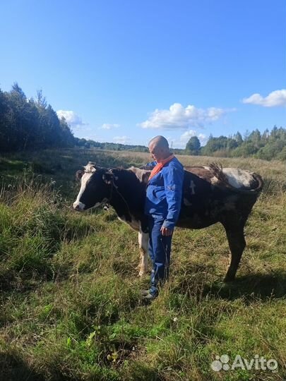 Телки обмен