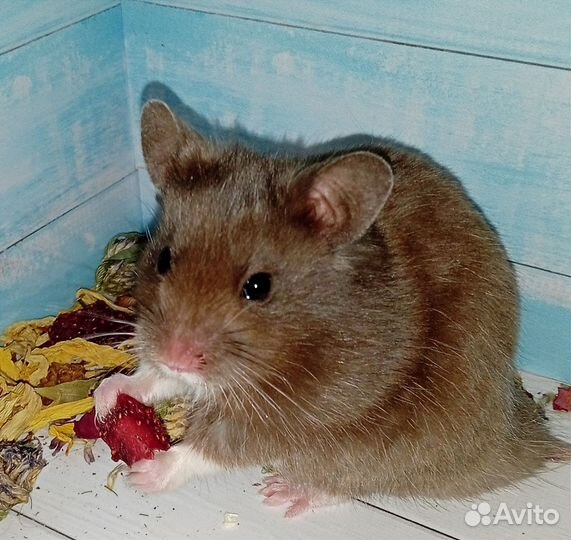 Сирийские хомяки из питомника