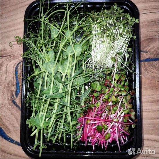 Продам микрозелень горошек,редис