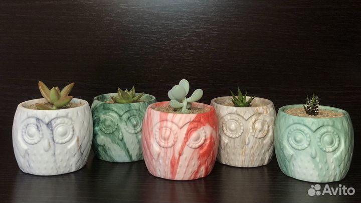 Суккуленты в кашпо