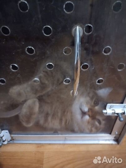 Кота вернули на передержку