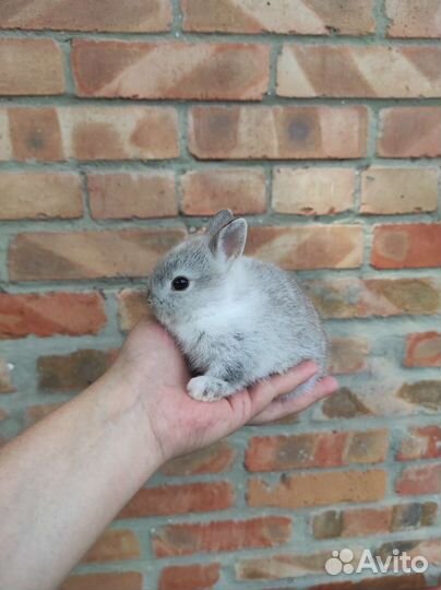 Крольчата мини