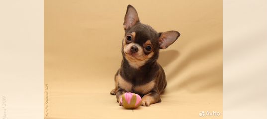 Щенки чихуахуа кемерово. Клеймированные собаки. Чихуахуа микро взрослый. Заводчики чихуахуа кемерово. Мини пупс собака.