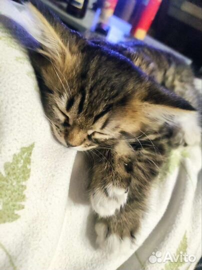 Кошка в дар