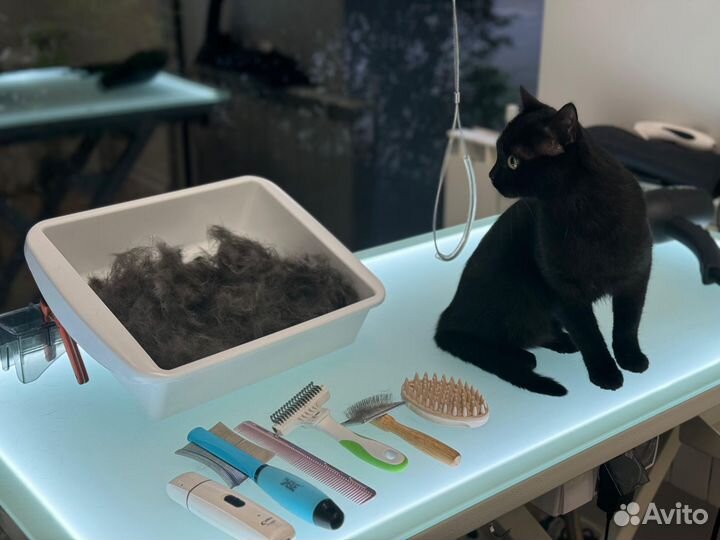 Груминг кошек