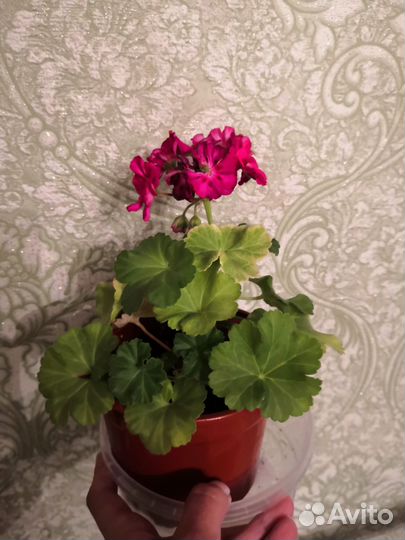Пеларгония герань