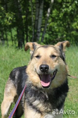 Трой пес из приюта, спаси его