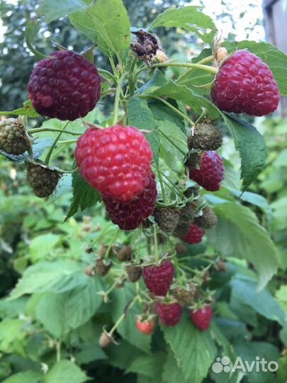 Саженцы малины и ежевики