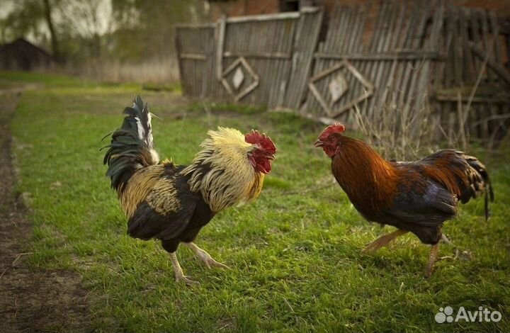 Куры и петухи
