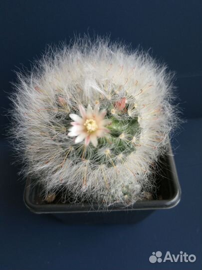 Кактус с детками, цветёт