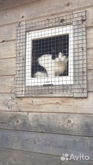 Кот из Приюта