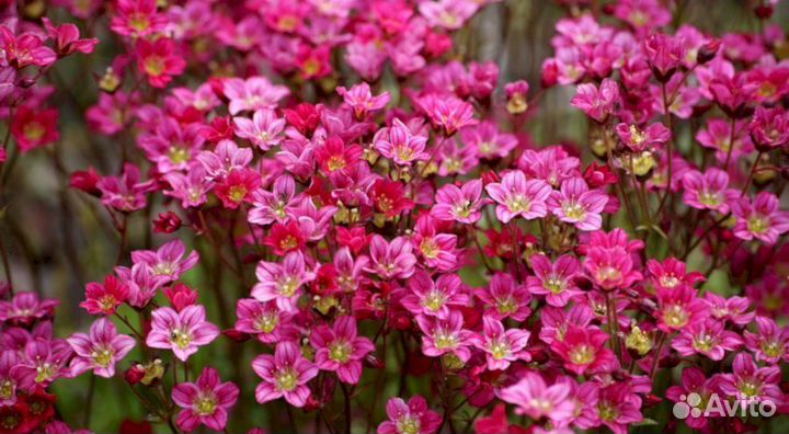 Камнеломка Арендса