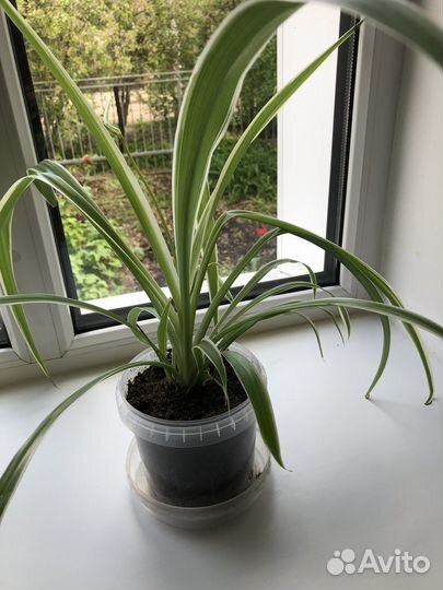 Хлорофитум