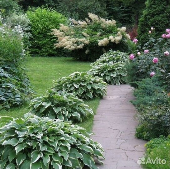 Растения для сада и дачи (Хоста)