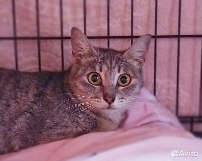 Один шанс для Маечки