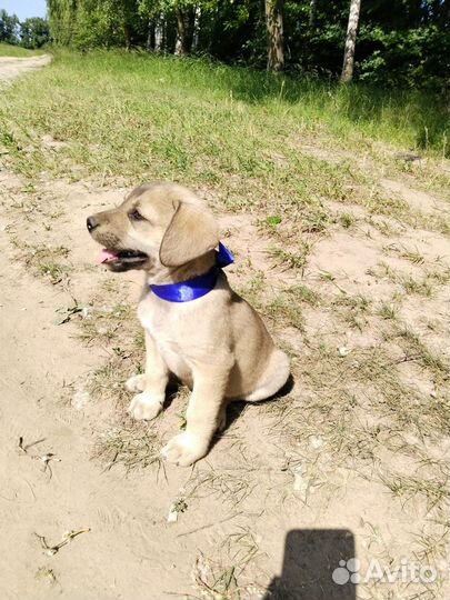 Мальчики и девочка