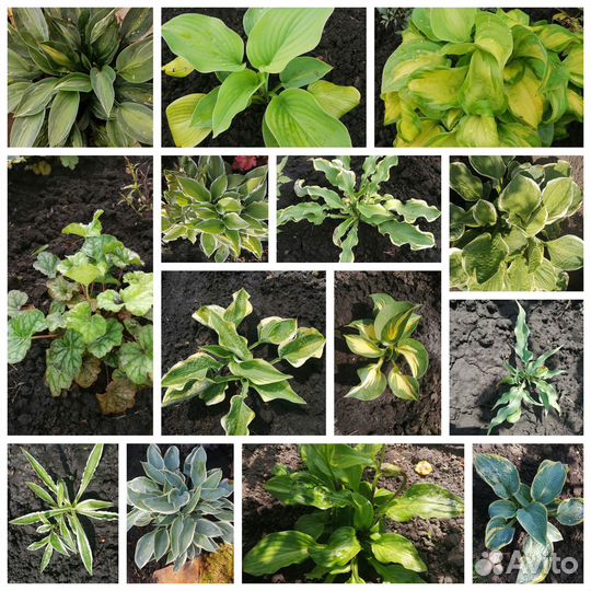 Гейхеры, астильбы, лилейники, хосты