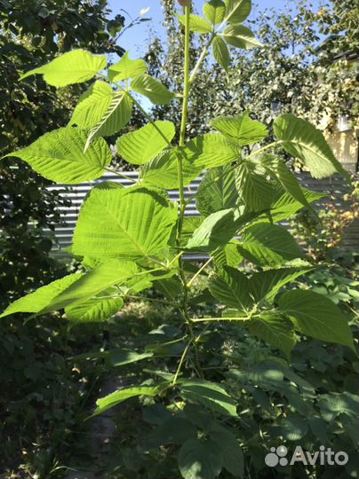 Саженцы ежевики