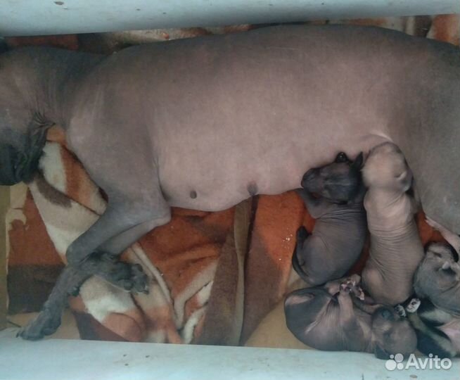 Ксолоитцкуинтли стандарт