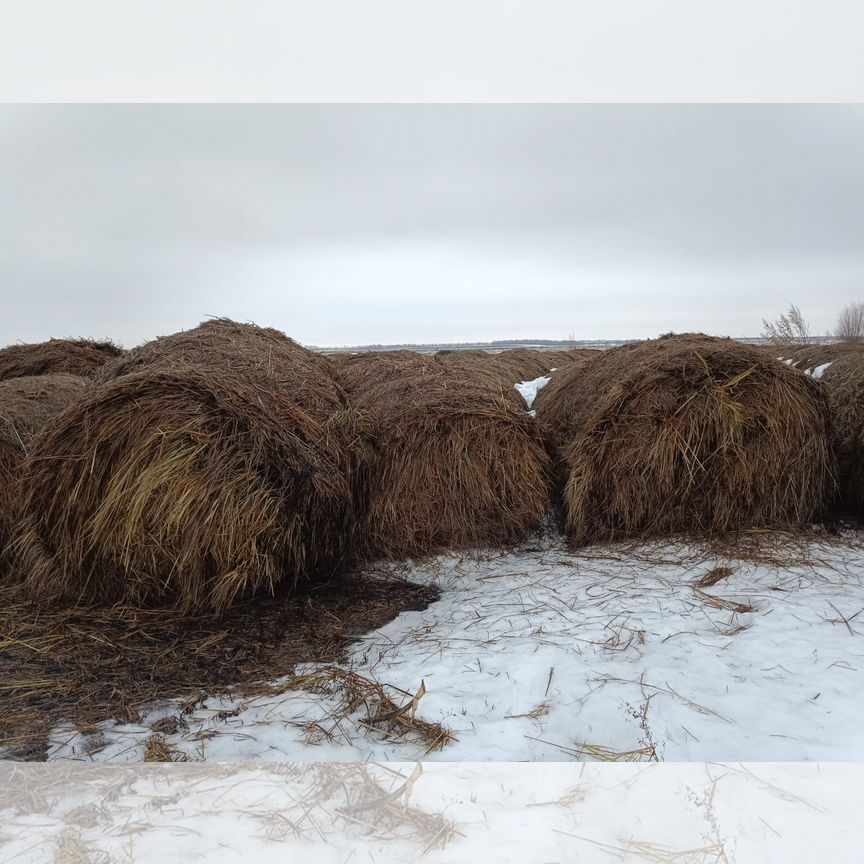 Сено в рулонах