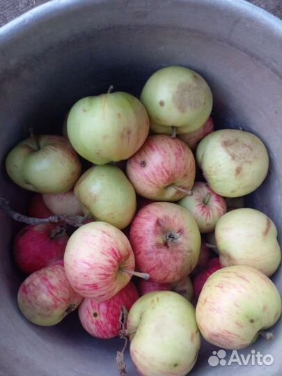 Яблоки и сок из них