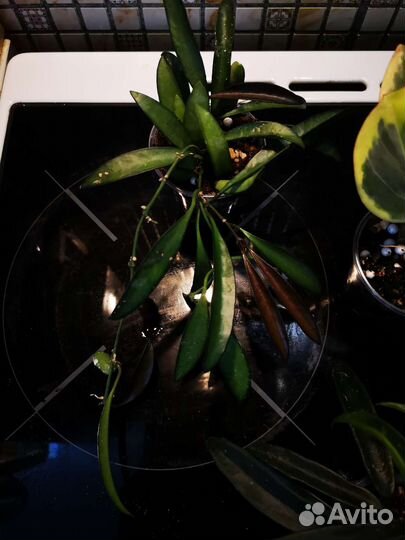 Хойи набором 4 шт