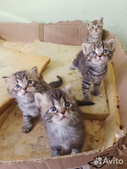 Котята в добрые руки