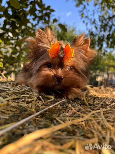 Мини мальчик и стандарт девочка шоколад