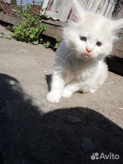 Мэйн кун котята