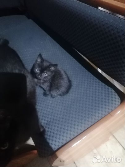 Котик 2 мес. в добрые руки